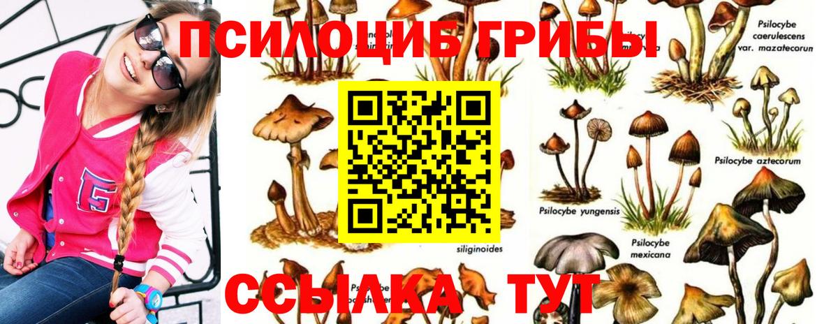 Гурьевск  Псилоцибиновые грибы Psilocybine cubensis  Вход с VPN 